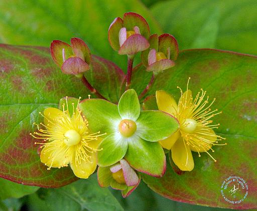 Flower 9Y042D-003.JPG